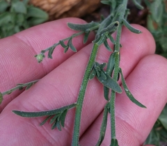 Erigeron breweri covillei