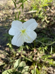 Oenothera nuttallii