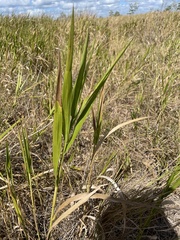 Panicum hemitomon