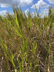 Panicum hemitomon