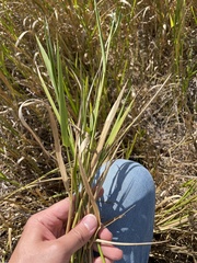 Panicum hemitomon
