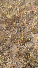 Eryngium leavenworthii