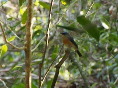 Cyornis whitei