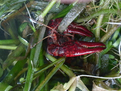 Procambarus clarkii