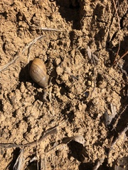 Plectostylus chilensis