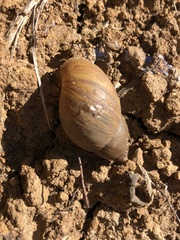 Plectostylus chilensis