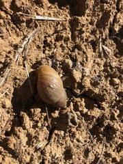 Plectostylus chilensis