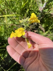 Erythranthe michiganensis