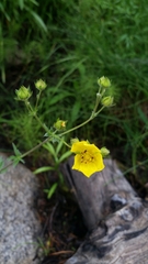 Potentilla gracilis elmeri