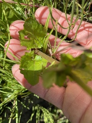 Erythranthe michiganensis