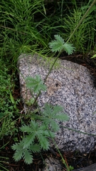 Potentilla gracilis elmeri