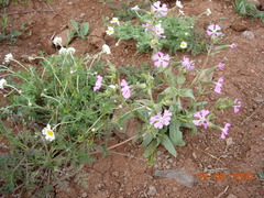 Silene conoidea