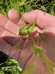 Erythranthe michiganensis