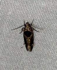 Pseudochelaria walsinghami