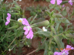 Silene conoidea