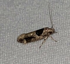 Pseudochelaria walsinghami