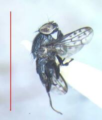 Notogramma cimiciforme