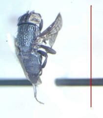 Notogramma cimiciforme