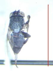 Notogramma cimiciforme