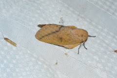 Syssphinx bisecta