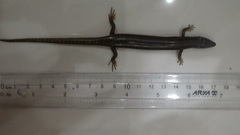 Chalcides ocellatus