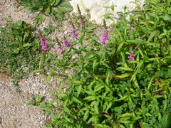 Lythrum salicaria