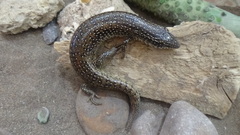 Chalcides ocellatus