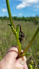 Haplorhynchites aeneus