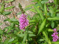 Lythrum salicaria