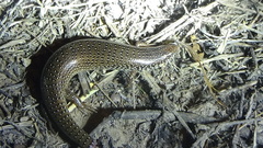 Chalcides ocellatus