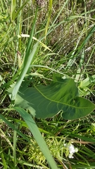 Haplorhynchites aeneus