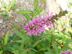 Lythrum salicaria