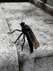 Microstylum oberthurii