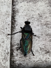 Microstylum oberthurii