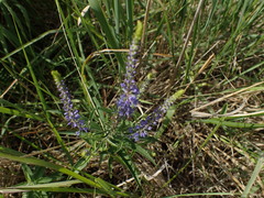 Veronica longifolia