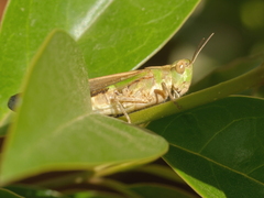 Aiolopus strepens