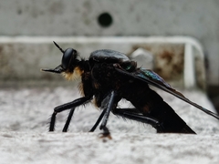 Microstylum oberthurii