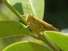 Aiolopus strepens