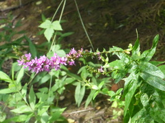 Lythrum salicaria