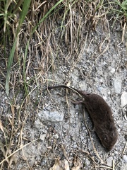 Sorex minutus