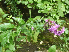 Lythrum salicaria