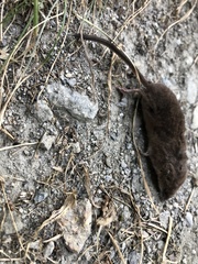 Sorex minutus