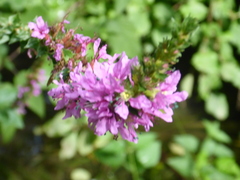 Lythrum salicaria