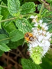Eristalis arbustorum