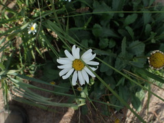 Leucanthemum vulgare