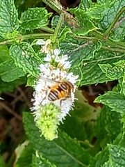 Eristalis arbustorum