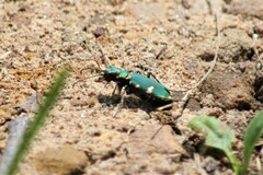 Cicindela desertorum