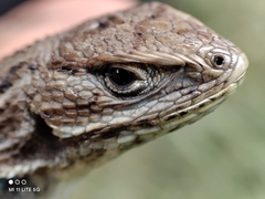 Sceloporus bicanthalis