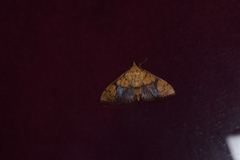 Pleuroptya characteristica