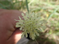 Scabiosa ochroleuca